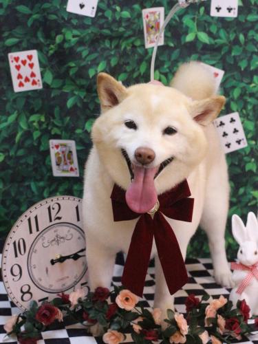 20250406メイちゃん